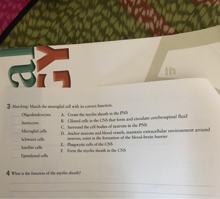 Match the neuroglial cell with its function