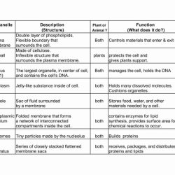 Cell organelle worksheet answer key