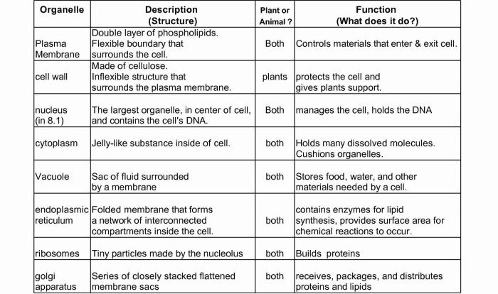 Cell organelle worksheet answer key