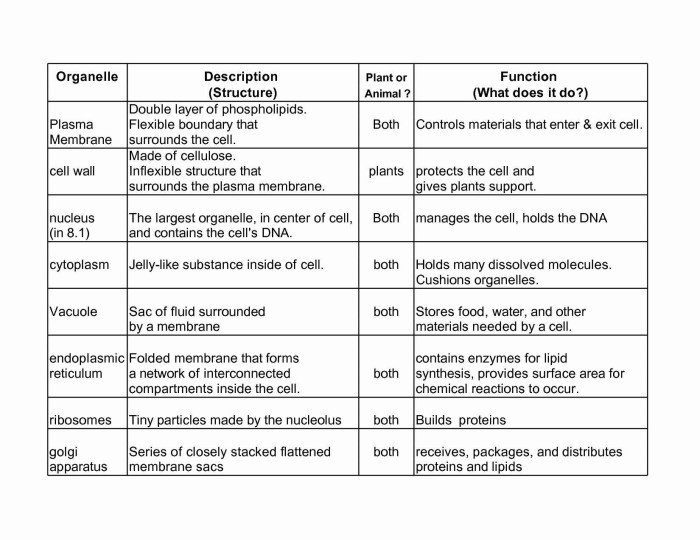 Cell organelle worksheet answer key