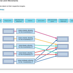 Concept map synovial joint movements