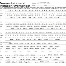 Protein synthesis worksheet with answers