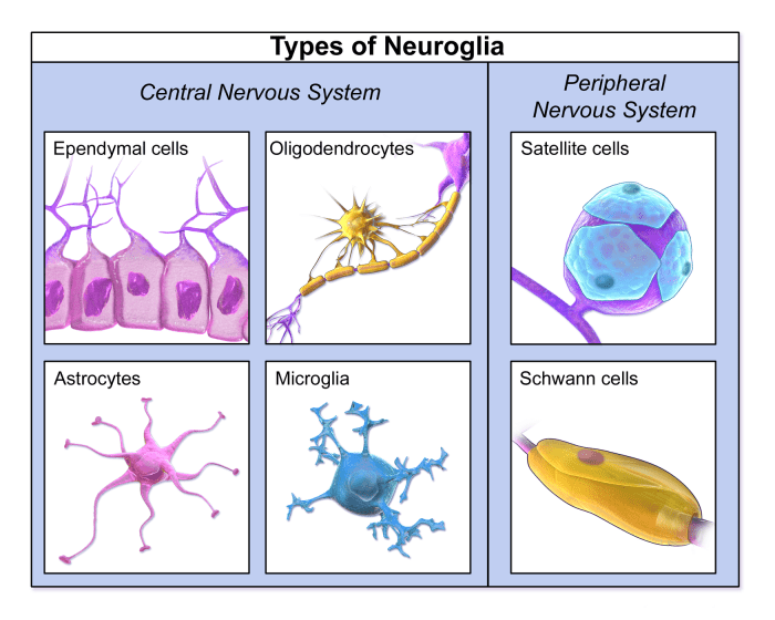 Match the neuroglial cell with its function