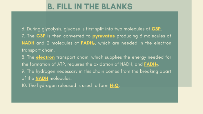 Molecular models of photosynthesis and respiration answer key