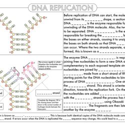 Dna and rna practice worksheet answer key