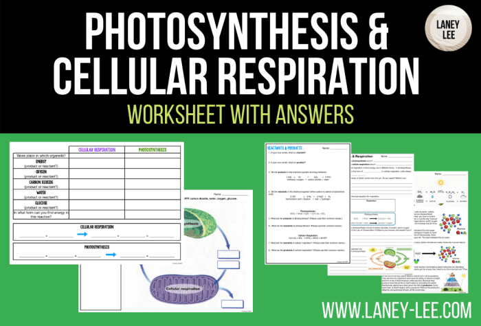 Cellular respiration worksheet with answers pdf