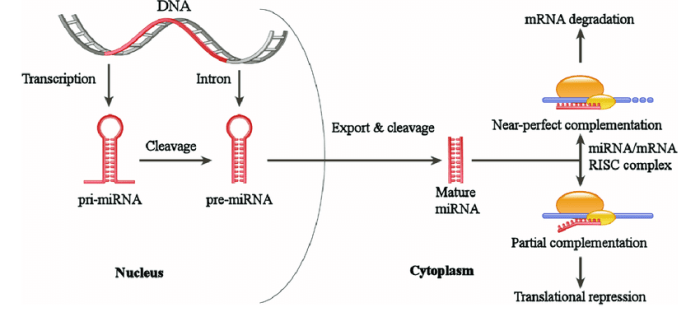 Match the form of rna with its function microrna