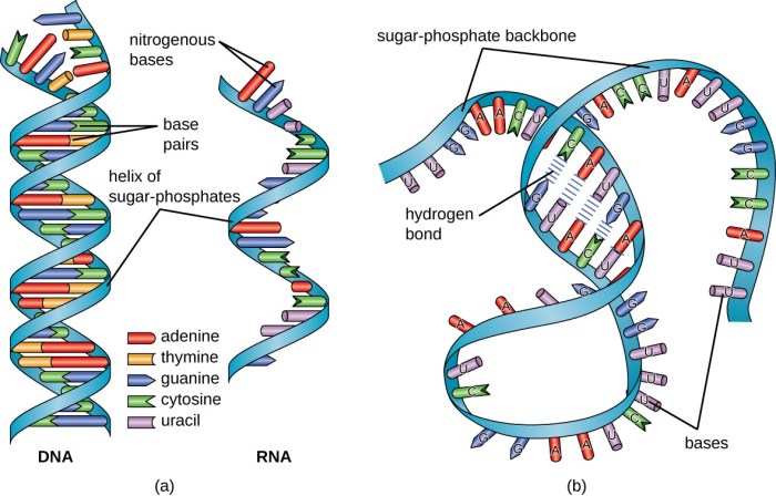 Match the form of rna with its function microrna