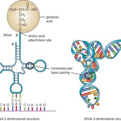 Therapy molecular nucleic sirna therapeutics mirna silencing acids cell