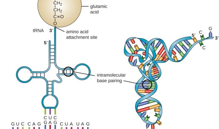 Therapy molecular nucleic sirna therapeutics mirna silencing acids cell