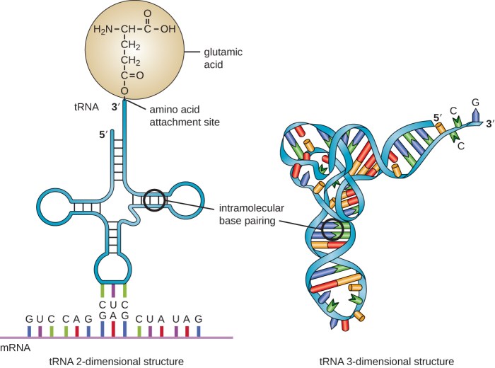 Therapy molecular nucleic sirna therapeutics mirna silencing acids cell