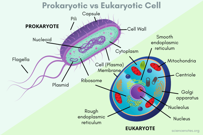 Eukaryotic vs prokaryotic cells worksheet