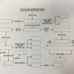 Cellular respiration worksheet with answers pdf