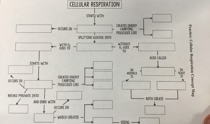 Cellular respiration worksheet with answers pdf