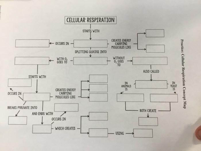 Cellular respiration worksheet with answers pdf