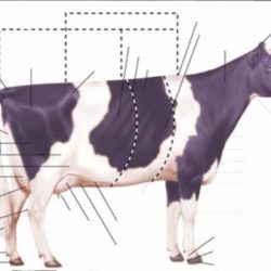 External anatomy of livestock terms and terminology