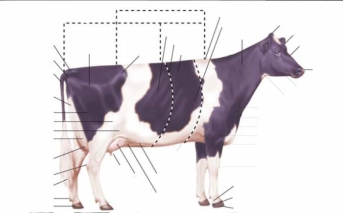 External anatomy of livestock terms and terminology