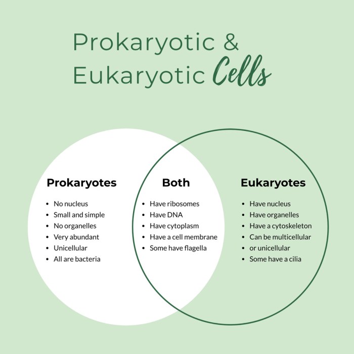 Eukaryotic prokaryotic biology bacteria quizlet organelles cellular organism