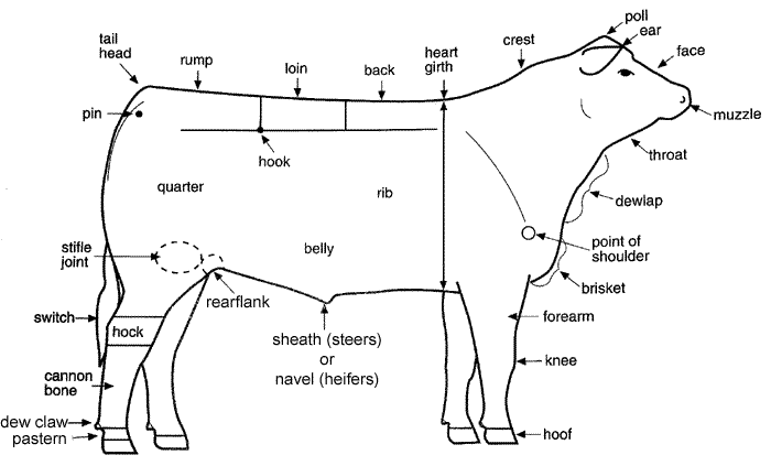 Judging livestock judge swine pig learning show parts cattle steer programs front blogthis email twitter diagram showing information science body