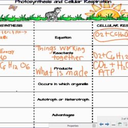 Molecular models of photosynthesis and respiration answer key