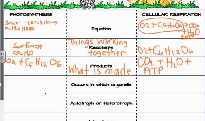 Molecular models of photosynthesis and respiration answer key