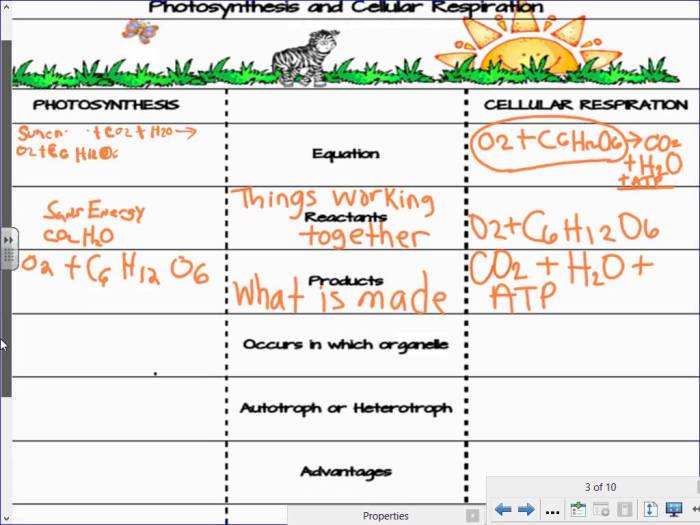 Molecular models of photosynthesis and respiration answer key