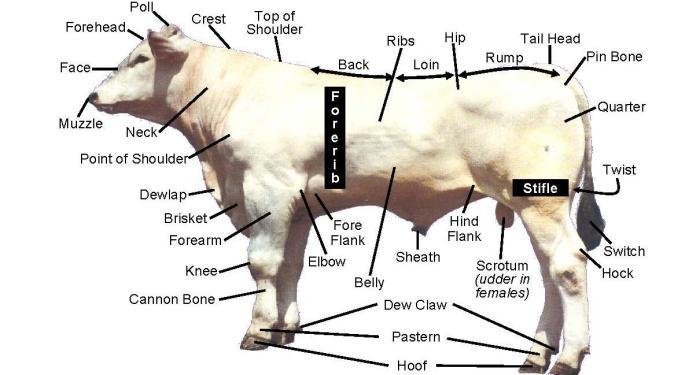 External anatomy of livestock terms and terminology