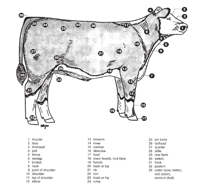 External anatomy of livestock terms and terminology