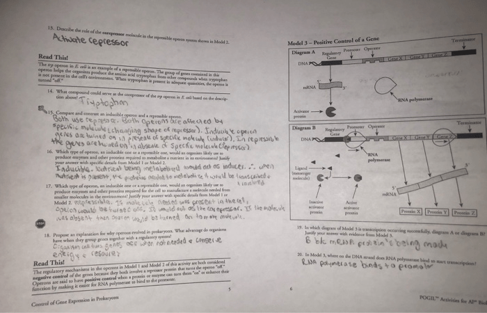 Control of gene expression in prokaryotes pogil