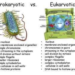 Eukaryotic vs prokaryotic cells worksheet