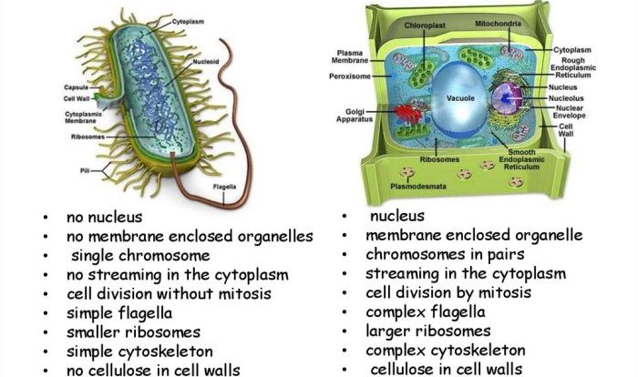 Eukaryotic vs prokaryotic cells worksheet