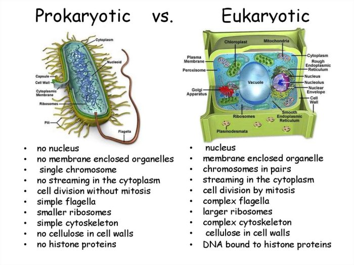 Eukaryotic vs prokaryotic cells worksheet