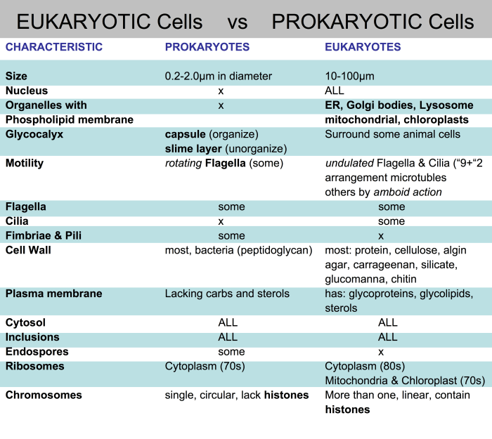 Prokaryotic eukaryotic excel